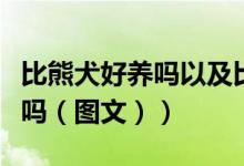 比熊犬好养吗以及比熊喂养方法（比熊犬好养吗（图文））