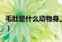 毛肚是什么动物身上的（毛肚是牛的哪个部位）
