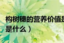 构树穗的营养价值是什么（构树穗的营养价值是什么）