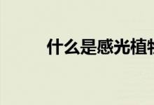 什么是感光植物（什么是感光度）