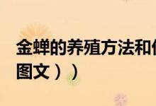金蝉的养殖方法和优缺点（金蝉的养殖方法（图文））