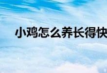 小鸡怎么养长得快不生病（小鸡怎么养）
