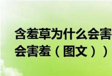 含羞草为什么会害羞呢50字（含羞草为什么会害羞（图文））