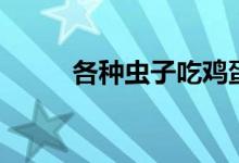 各种虫子吃鸡蛋视频（虫子鸡蛋）