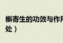 槲寄生的功效与作用（槲寄生对人体有什么好处）