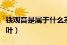 铁观音是属于什么茶型（铁观音是属于什么茶叶）