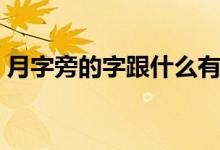 月字旁的字跟什么有关（月字旁的字有哪些）