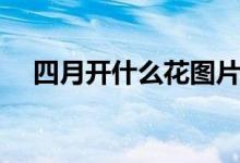 四月开什么花图片欣赏（四月开什么花）