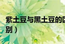 紫土豆与黑土豆的区别（紫土豆与普通土豆区别）