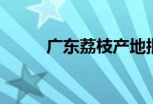 广东荔枝产地批发价（广东荔枝）