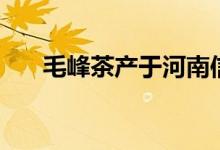 毛峰茶产于河南信阳吗（毛峰茶产于）