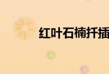 红叶石楠扦插技术（红叶石楠）