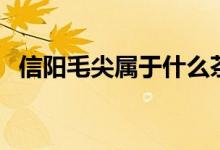 信阳毛尖属于什么茶（信阳毛尖是什么茶）