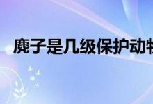 麂子是几级保护动物（猹是几级保护动物）