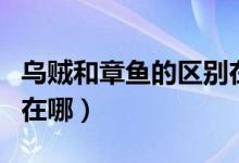 乌贼和章鱼的区别在哪里（乌贼和章鱼的区别在哪）
