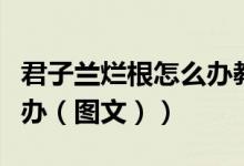 君子兰烂根怎么办教学视频（君子兰烂根怎么办（图文））