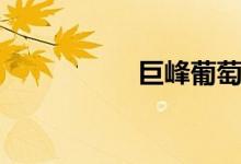 巨峰葡萄（巨峰葡萄）
