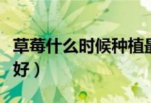 草莓什么时候种植最好（草莓什么时候种植最好）