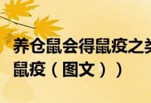 养仓鼠会得鼠疫之类的吗（养仓鼠是否会染上鼠疫（图文））