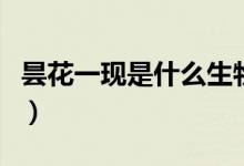 昙花一现是什么生物现象（昙花一现是什么花）