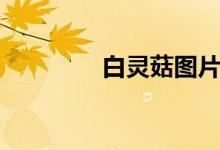 白灵菇图片（白灵菇图片）