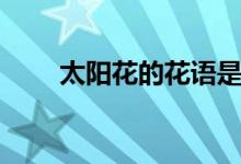 太阳花的花语是什么（太阳花花语）