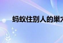 蚂蚁住别人的巢穴么（蚂蚁住在哪里）