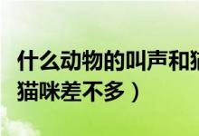 什么动物的叫声和猫很像（哪种动物的叫声跟猫咪差不多）