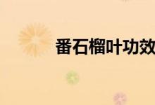 番石榴叶功效作用（番石榴叶）