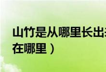 山竹是从哪里长出来的?（山竹是怎么长的长在哪里）