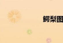 鳄梨图片（鳄梨）
