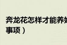 奔龙花怎样才能养好（奔龙的养殖方法和注意事项）