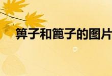 箅子和篦子的图片（箅子和篦子的区别）