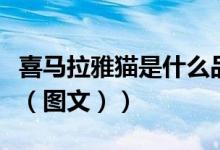 喜马拉雅猫是什么品种（什么是喜马拉雅种猫（图文））