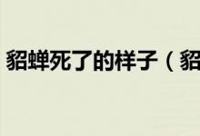 貂蝉死了的样子（貂蝉是怎么死的（图文））