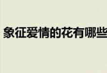 象征爱情的花有哪些（象征爱情的花有哪些）