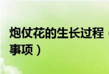 炮仗花的生长过程（爆竹花的养殖方法和注意事项）