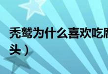 秃鹫为什么喜欢吃腐烂的食物（秃鹫为什么秃头）