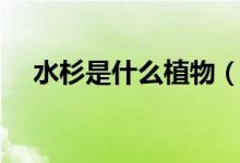 水杉是什么植物（水杉是什么植物类别）