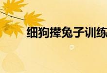 细狗撵兔子训练方法（细狗撵兔子）