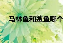 马林鱼和鲨鱼哪个厉害（马林鱼好吃吗）