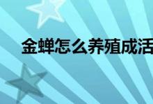金蝉怎么养殖成活率高（金蝉怎么养殖）