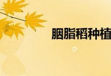 胭脂稻种植条件（胭脂稻）