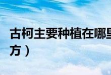 古柯主要种植在哪里（古柯主要种植在什么地方）