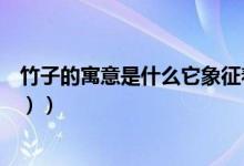 竹子的寓意是什么它象征着什么（竹子的寓意是什么（图文））