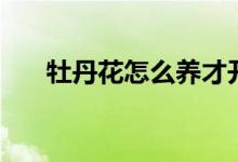 牡丹花怎么养才开花（牡丹花怎么养）