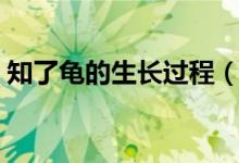 知了龟的生长过程（养知了龟需要什么条件）