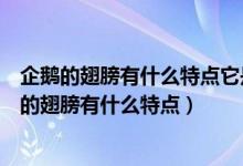 企鹅的翅膀有什么特点它是怎样利用翅膀适应环境的（企鹅的翅膀有什么特点）