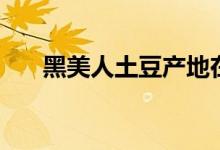 黑美人土豆产地在哪里（黑美人土豆）