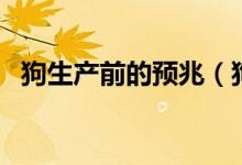 狗生产前的预兆（狗生产前的预兆有哪些）